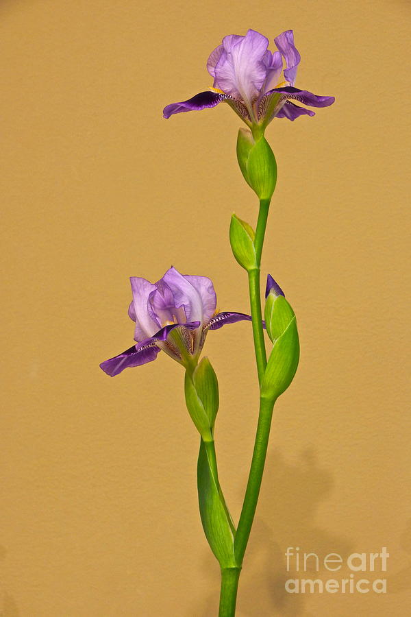 Purple Iris Elegance Photograph by Byron Varvarigos