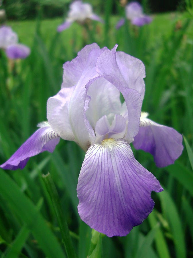Purple Iris Photograph by Ellen Tully