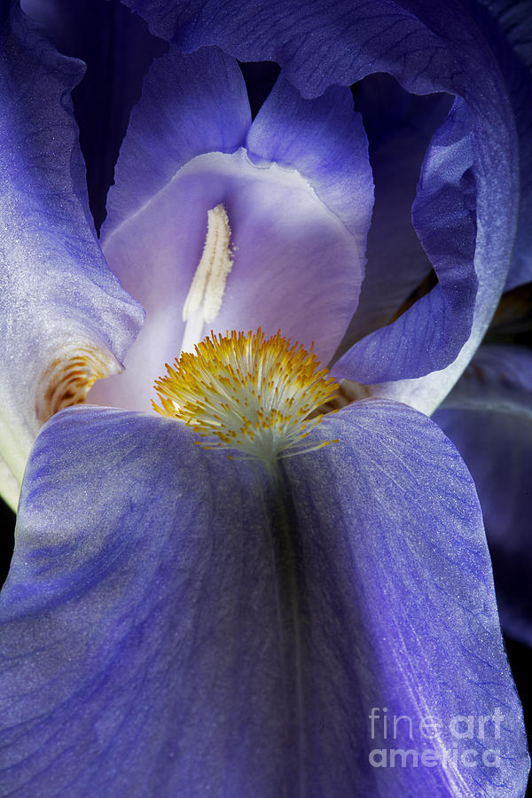 Purple Iris Flower Photograph by Art Whitton