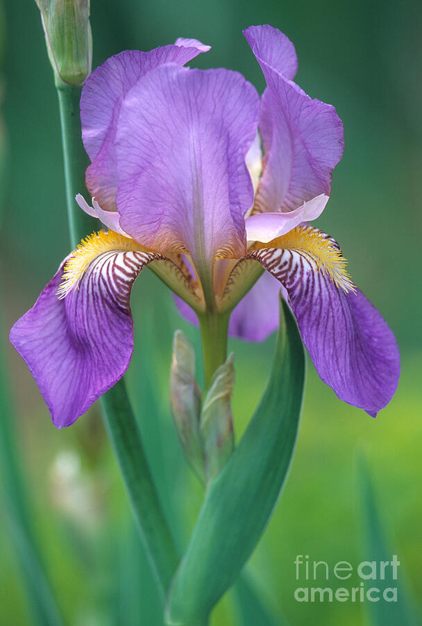 Iris Photograph - Purple Iris Flower by Chris Scroggins