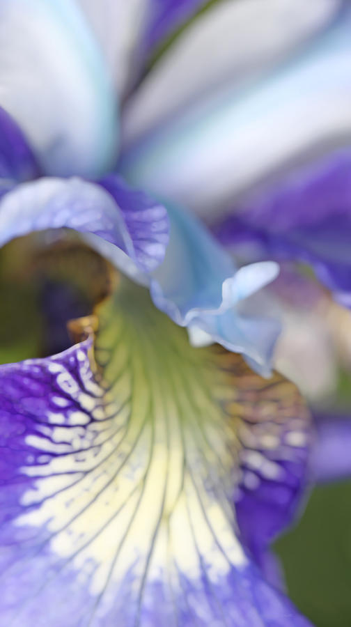 Purple Iris Flower in Abstract Photograph by Jennie Marie Schell