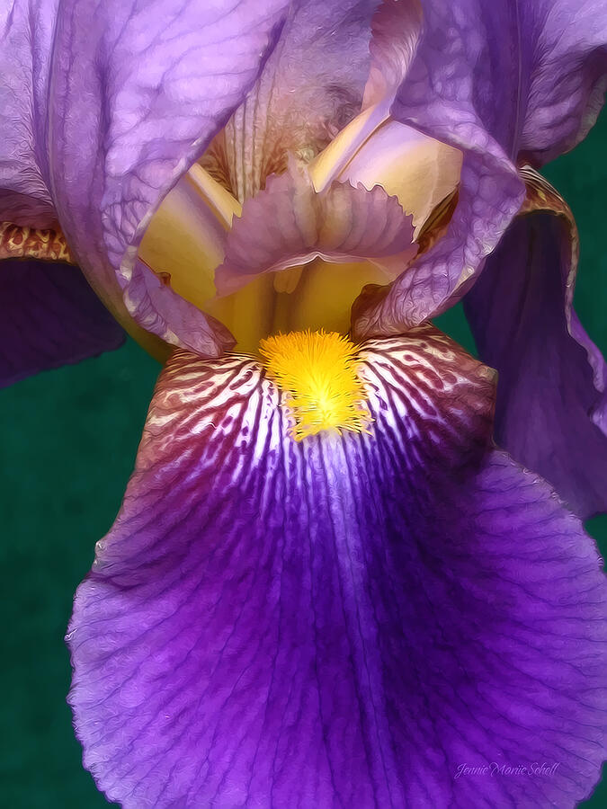 Flowers Still Life Photograph - Purple Iris Flower  by Jennie Marie Schell