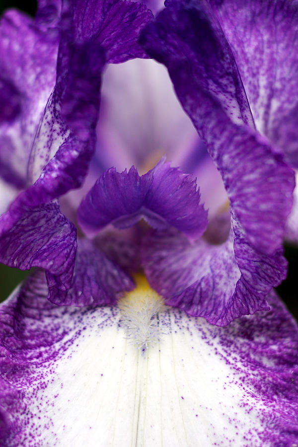 Nature Photograph - Purple Iris Flower by RM Vera