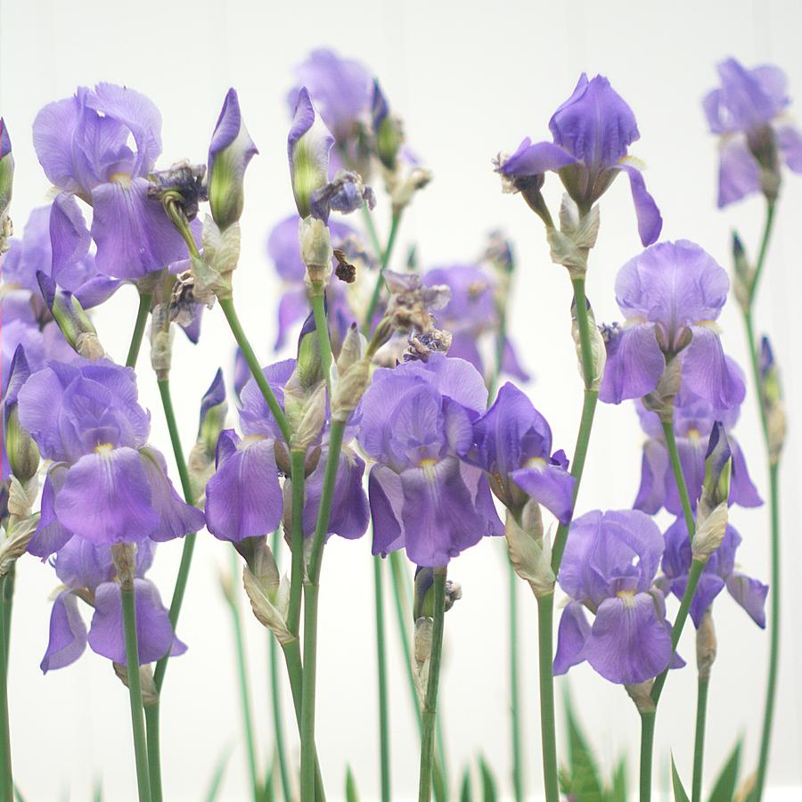 Purple Iris Spring Flowers Photograph by Suzanne Powers