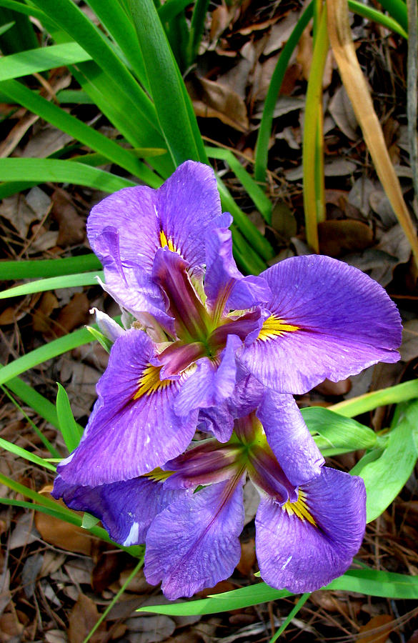 Purple Iris Flowers Photograph by Tom Hefko