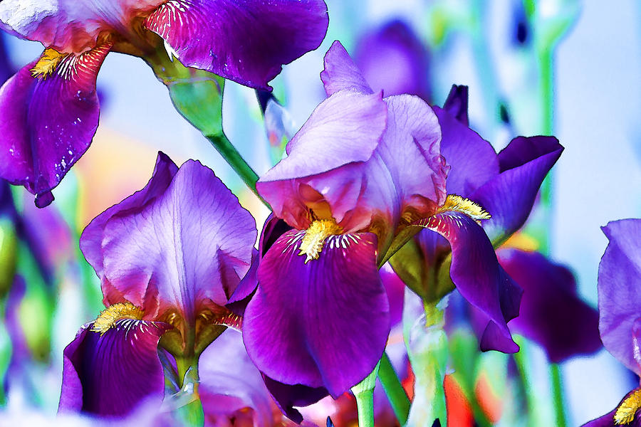 Purple Iris Garden Photograph by Peggy Collins