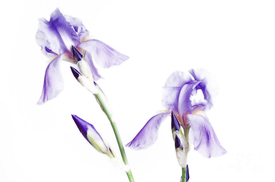 Purple Iris Glow Photograph by Andee Design