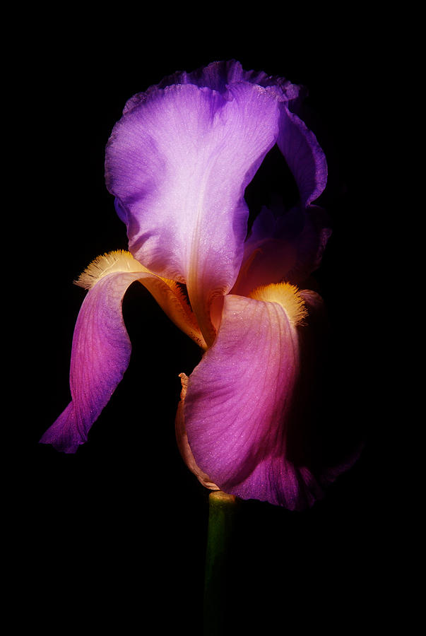 Purple Iris Photograph by Greg and Chrystal Mimbs