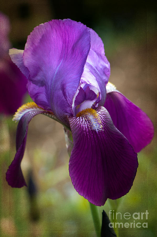 Purple Iris head Photograph by Sharon Talson