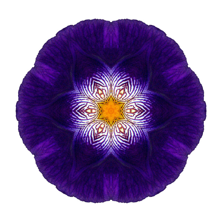 Purple Iris II Flower Mandala White Photograph by David J Bookbinder