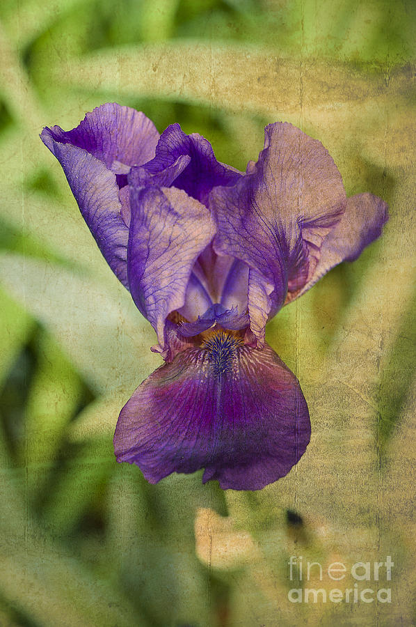 Purple Iris II Photograph by Lee Craig