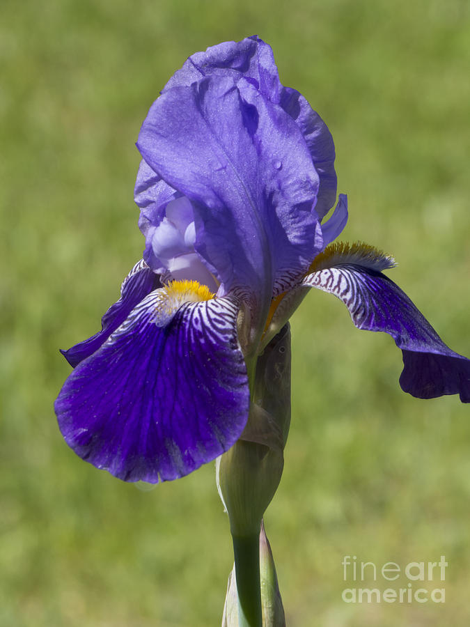 Purple Iris II Photograph by Lili Feinstein