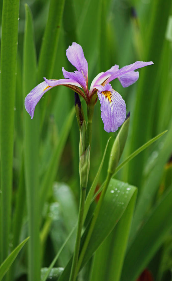 Purple Iris II Photograph