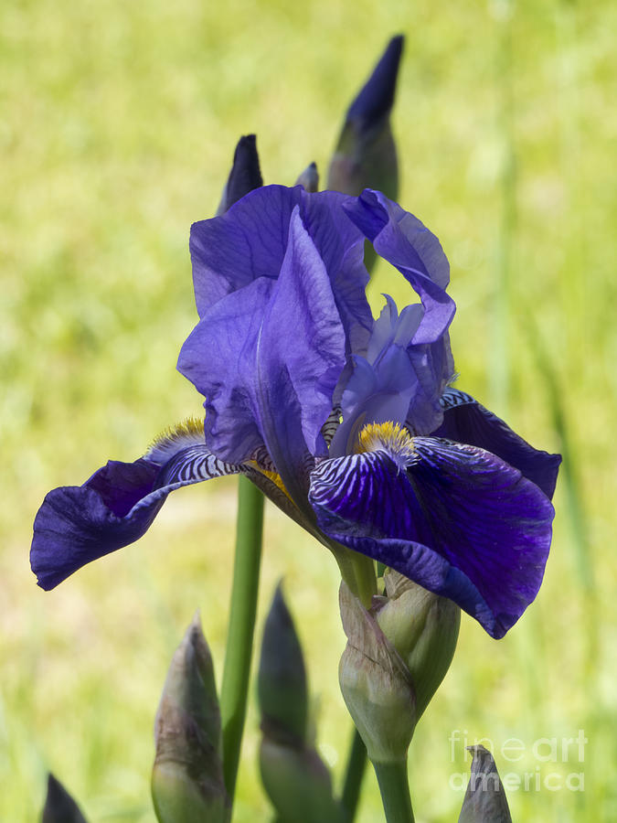 Purple Iris III Photograph by Lili Feinstein