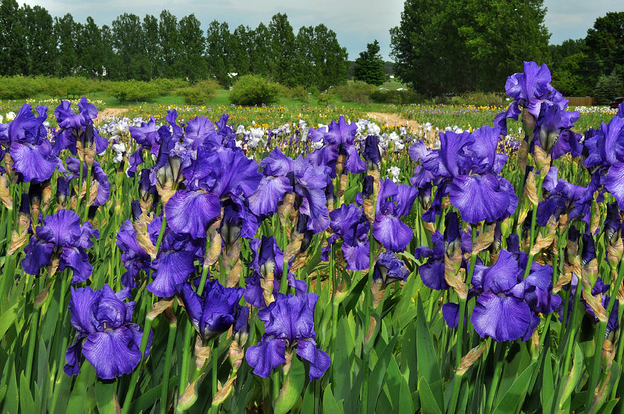 Purple Iris in a field Photograph by Diane Lent