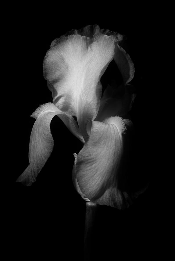 Iris Photograph - Purple Iris in Black and White by Greg and Chrystal Mimbs