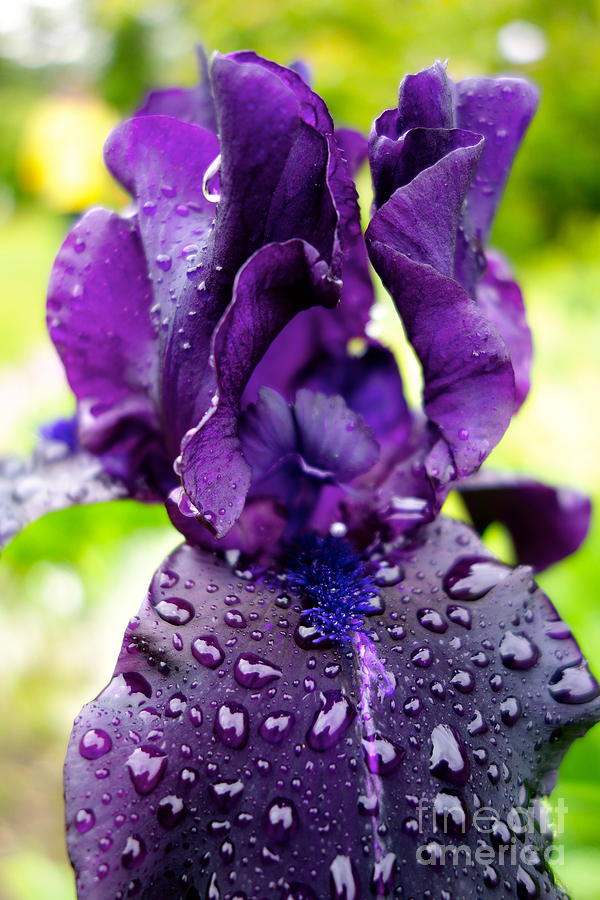 Purple Iris Photograph by Jacqueline Athmann