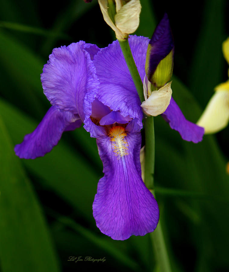 Purple Iris Photograph by Jeanette C Landstrom