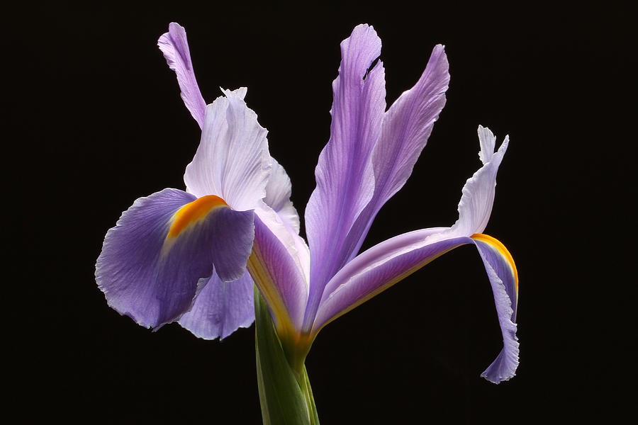 Purple Iris Photograph by Juergen Roth