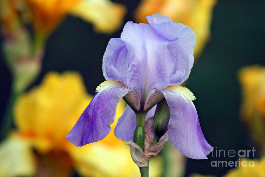 Purple Iris Photograph by Karen Adams