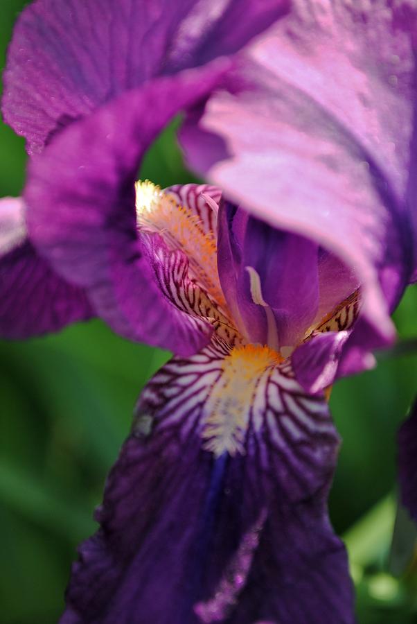 Purple Iris Photograph by Kelly Nowak