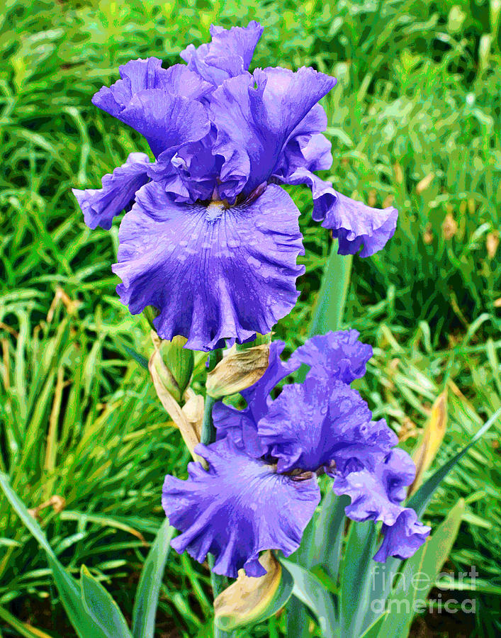 Purple Iris Photograph by Larry Oskin