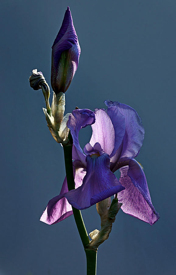 Purple Iris Photograph by Leda Robertson