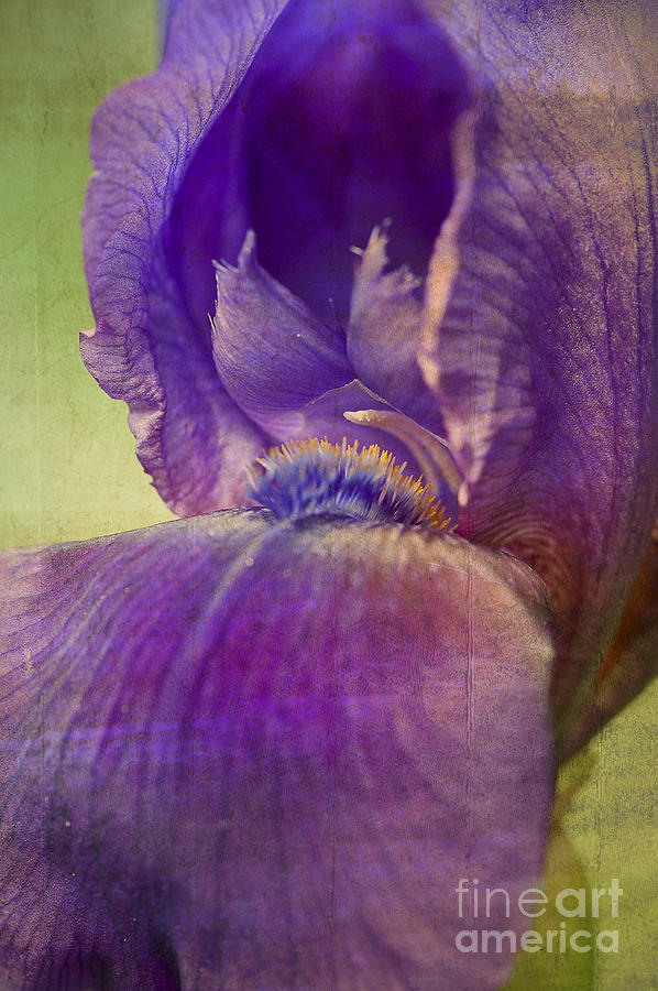 Purple Iris Photograph by Lee Craig