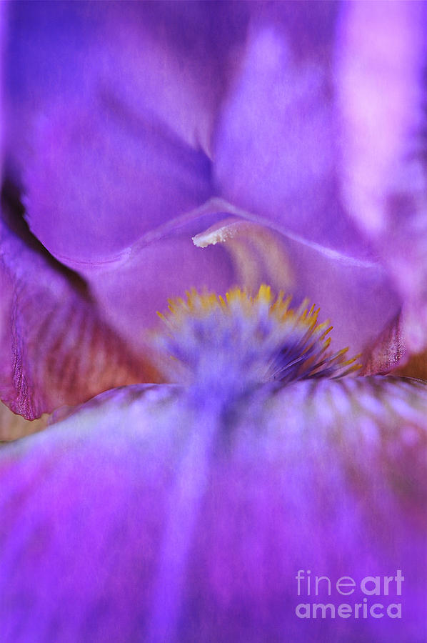 Purple Iris Lifeline Photograph by Lee Craig