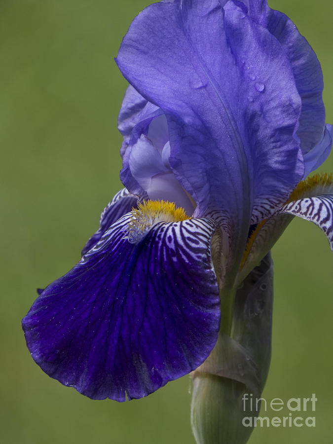 Purple Iris Photograph by Lili Feinstein