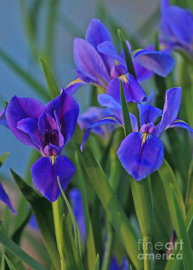Purple Iris Photograph by Luana K Perez