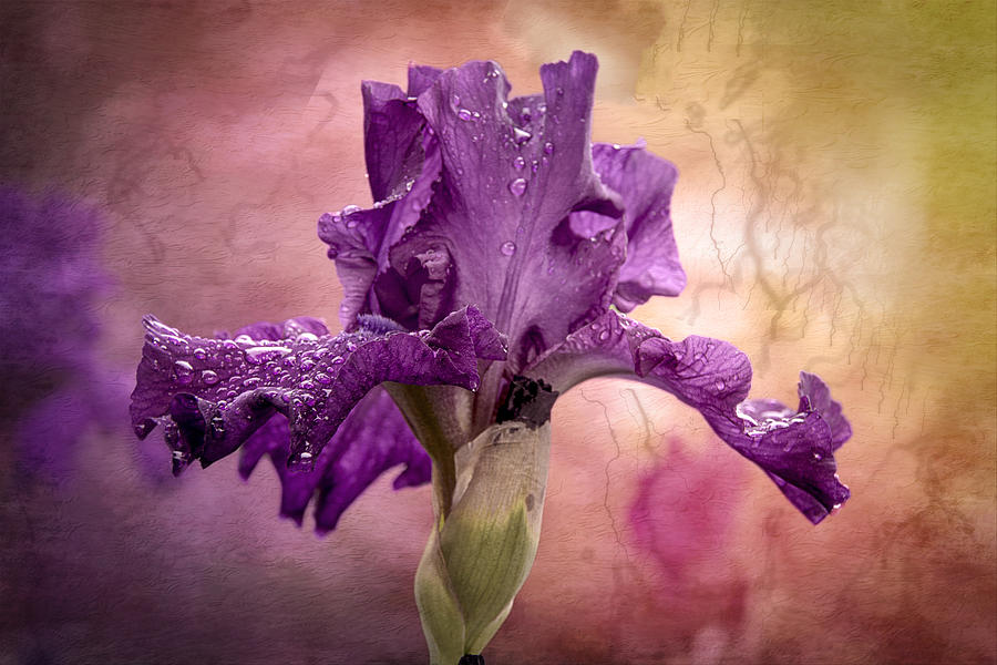 Nature Photograph - Purple Iris by Ludmila Nayvelt