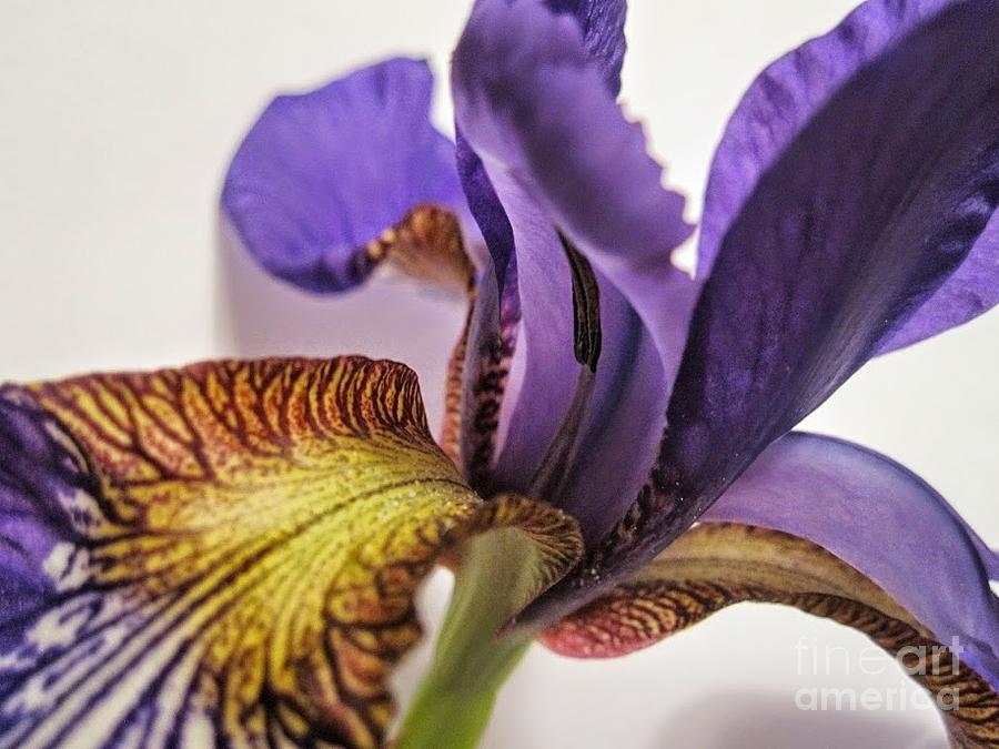 Purple Iris Macro 5 Photograph by Tara  Shalton