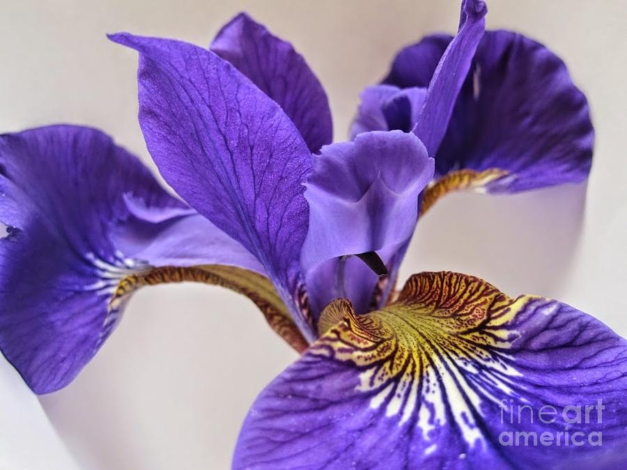 Purple Iris Macro 7 Photograph by Tara  Shalton