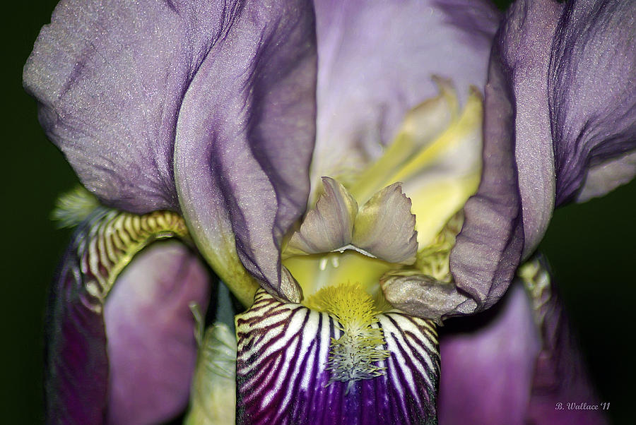 Purple Iris - Macro Photograph by Brian Wallace