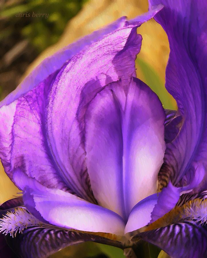 Purple Iris Macro  Photograph by Chris Berry