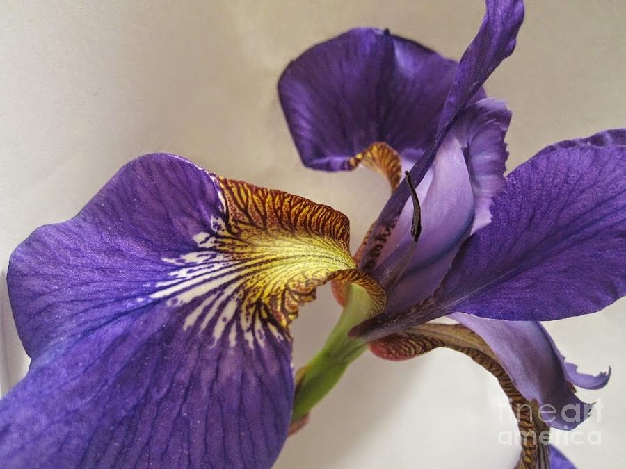 Purple Iris Macro Photograph by Tara  Shalton