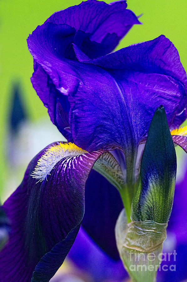 Purple Iris Macro with Texture Photograph by Sharon Talson