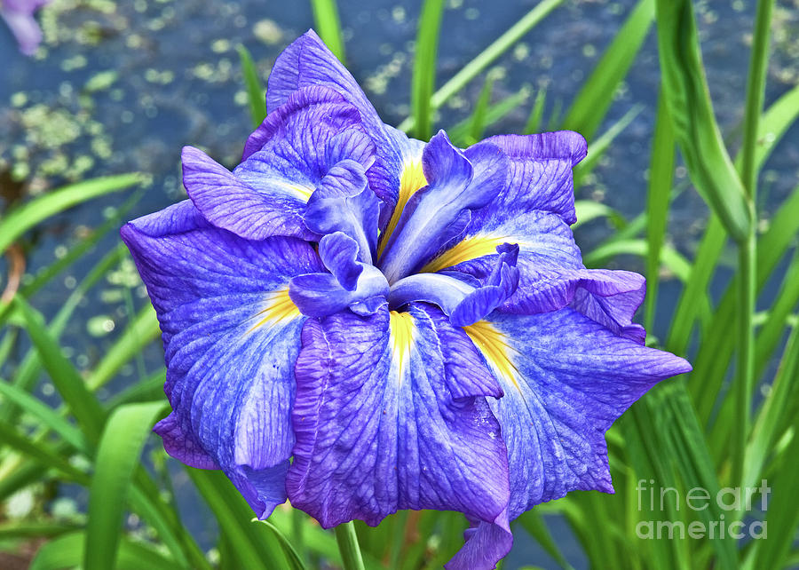Purple Iris Photograph by Mike Covington