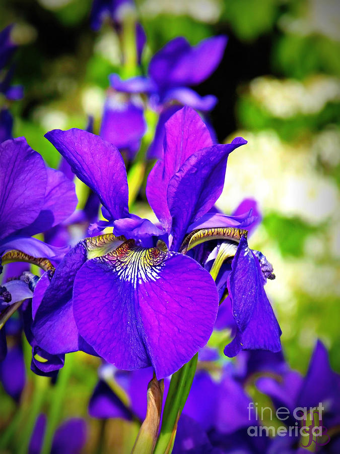 Purple Iris Photograph by Mindy Bench
