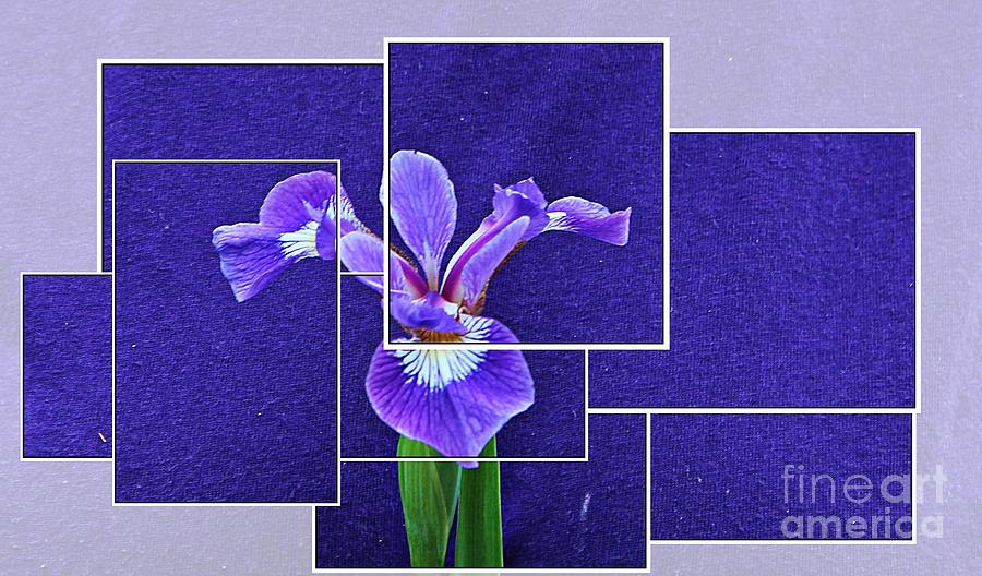 Iris Photograph - Purple Iris Montage by Barbara A Griffin