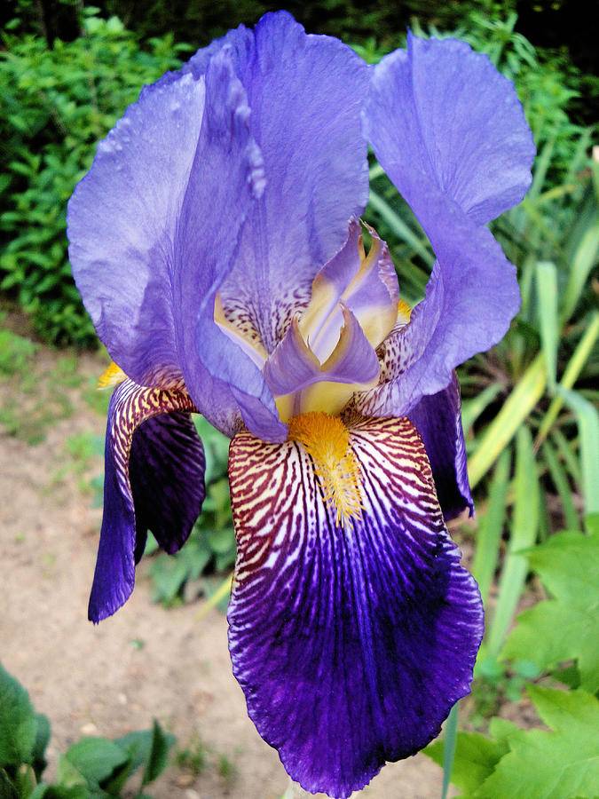 Purple Iris Photograph by Natalie Holland