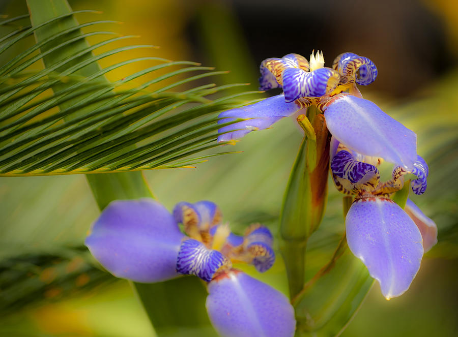 Flower Photograph - Purple Iris No. 1 by Stephen Anderson