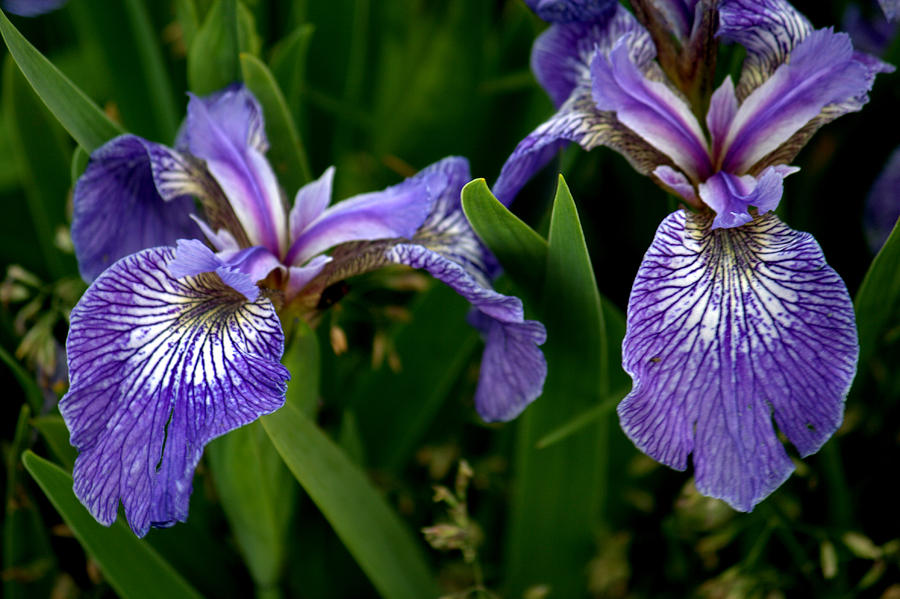 Purple Iris of Newfoundland Photograph by Jale Fancey