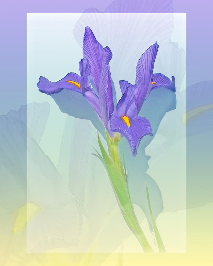 Iris Photograph - Purple Iris on purples and greens by Olivia Novak
