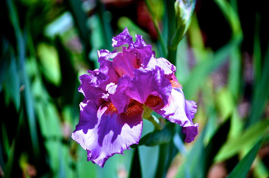 Purple Iris Opens Photograph by Kristina Deane