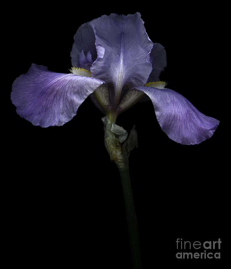 Purple Iris Photograph by Oscar Gutierrez