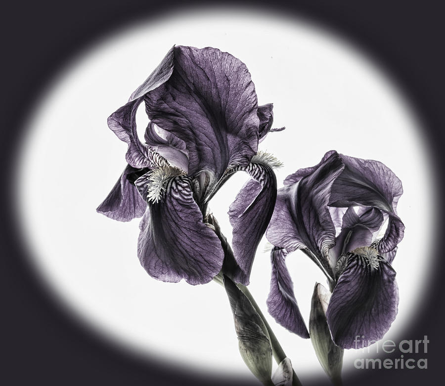 Purple Iris partial color Photograph by Shirley Mangini