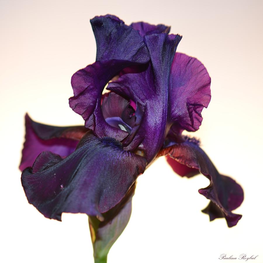 Purple Iris Photograph by Paulina Roybal