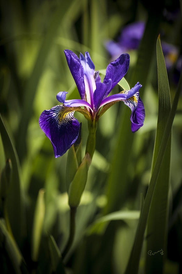 Purple Iris Photograph by Penny Lisowski